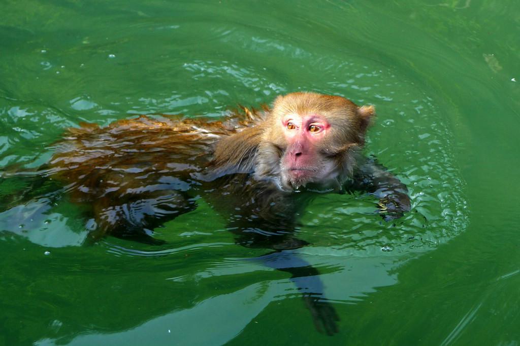水猴子水鬼图片
