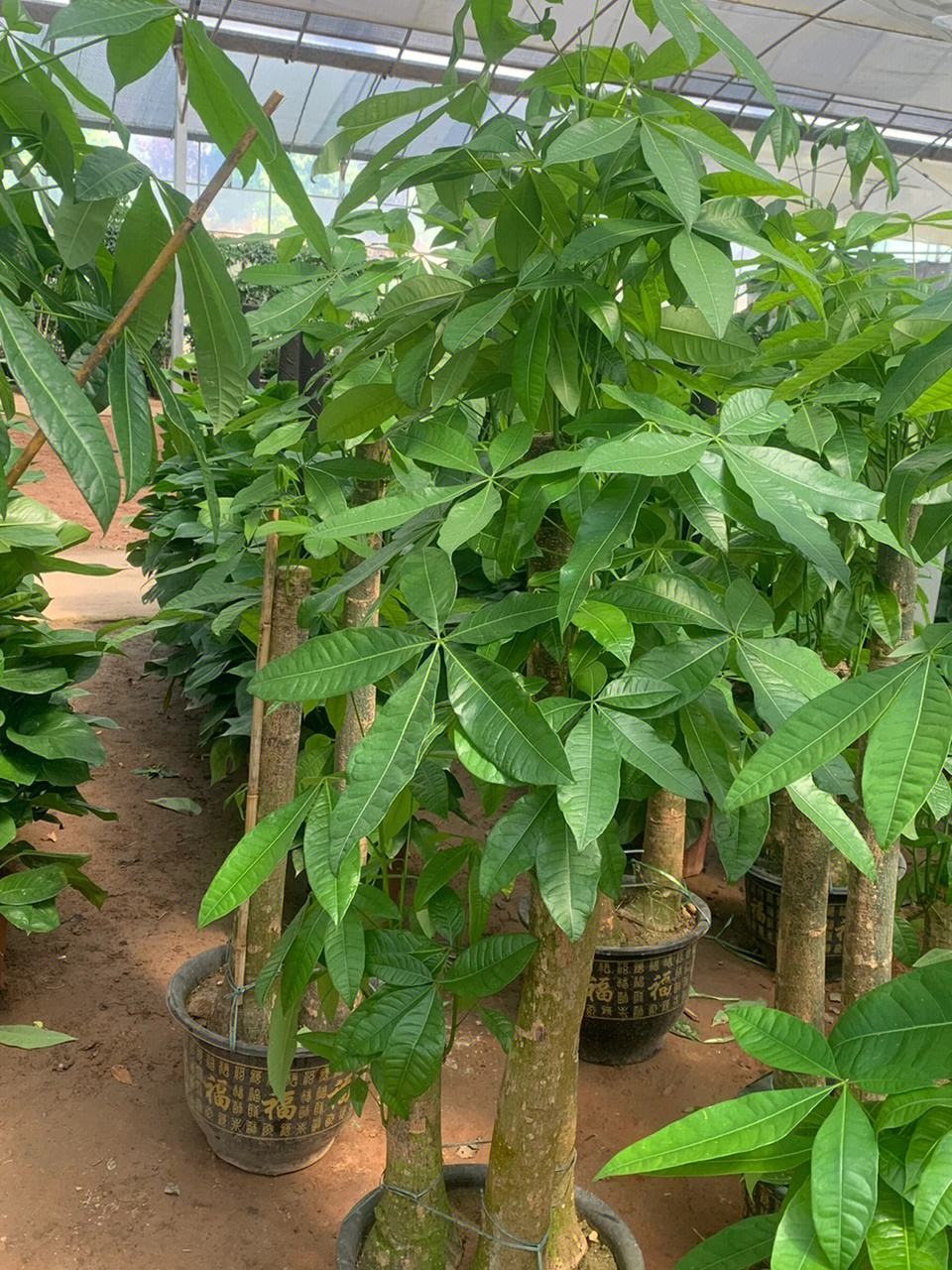 最旺宅的植物:风水最旺宅的植物