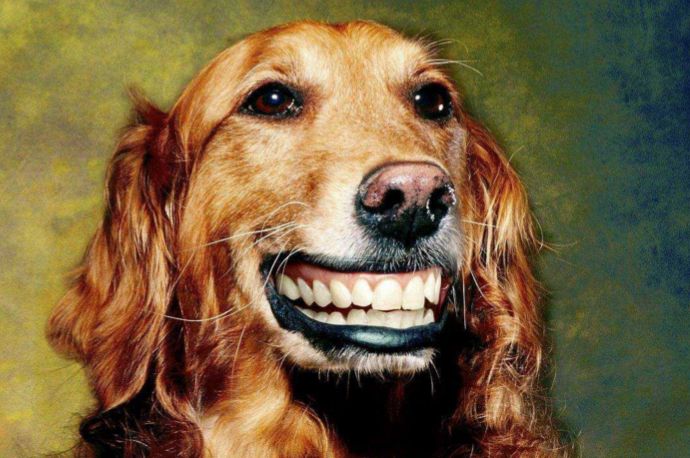 微笑狗图片 原图 恐怖