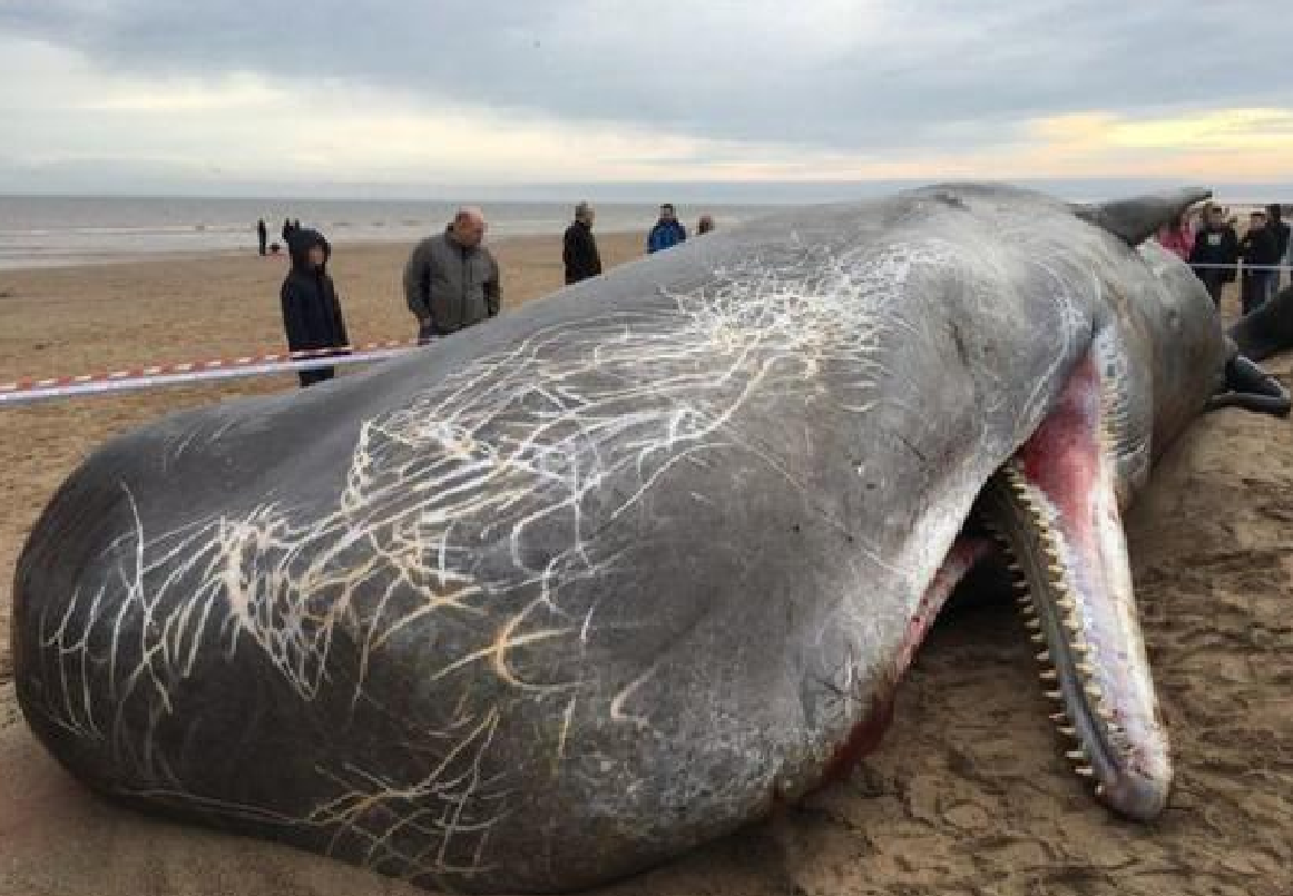 最可怕的鲸鱼图片