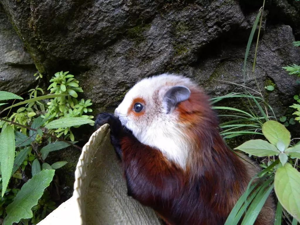 ����������ʲô����ͼƬ