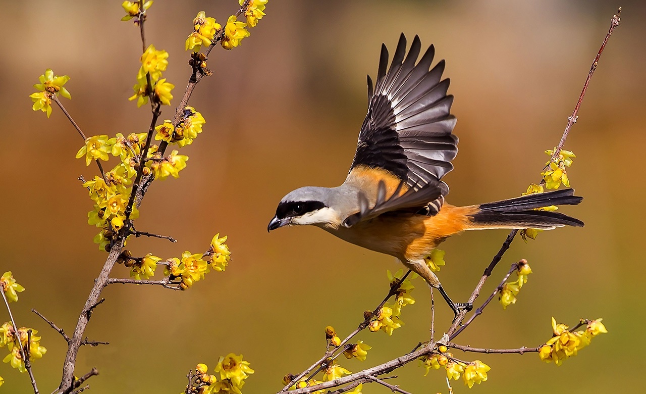 伯劳鸟图片 伯劳鸟因太过残暴被称为屠夫鸟