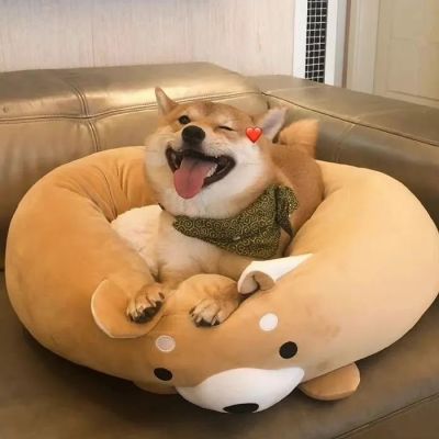 �����вƿɰ������Ȯͷ���ȫ