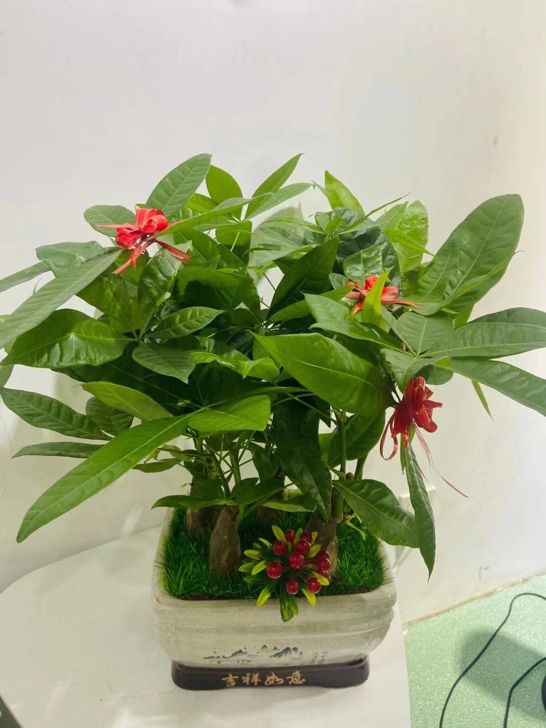 办公室植物风水摆设禁忌 办公室风水植物有哪些