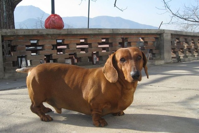 腊肠犬图片:热情似火的短腿大魔王腊肠犬图片