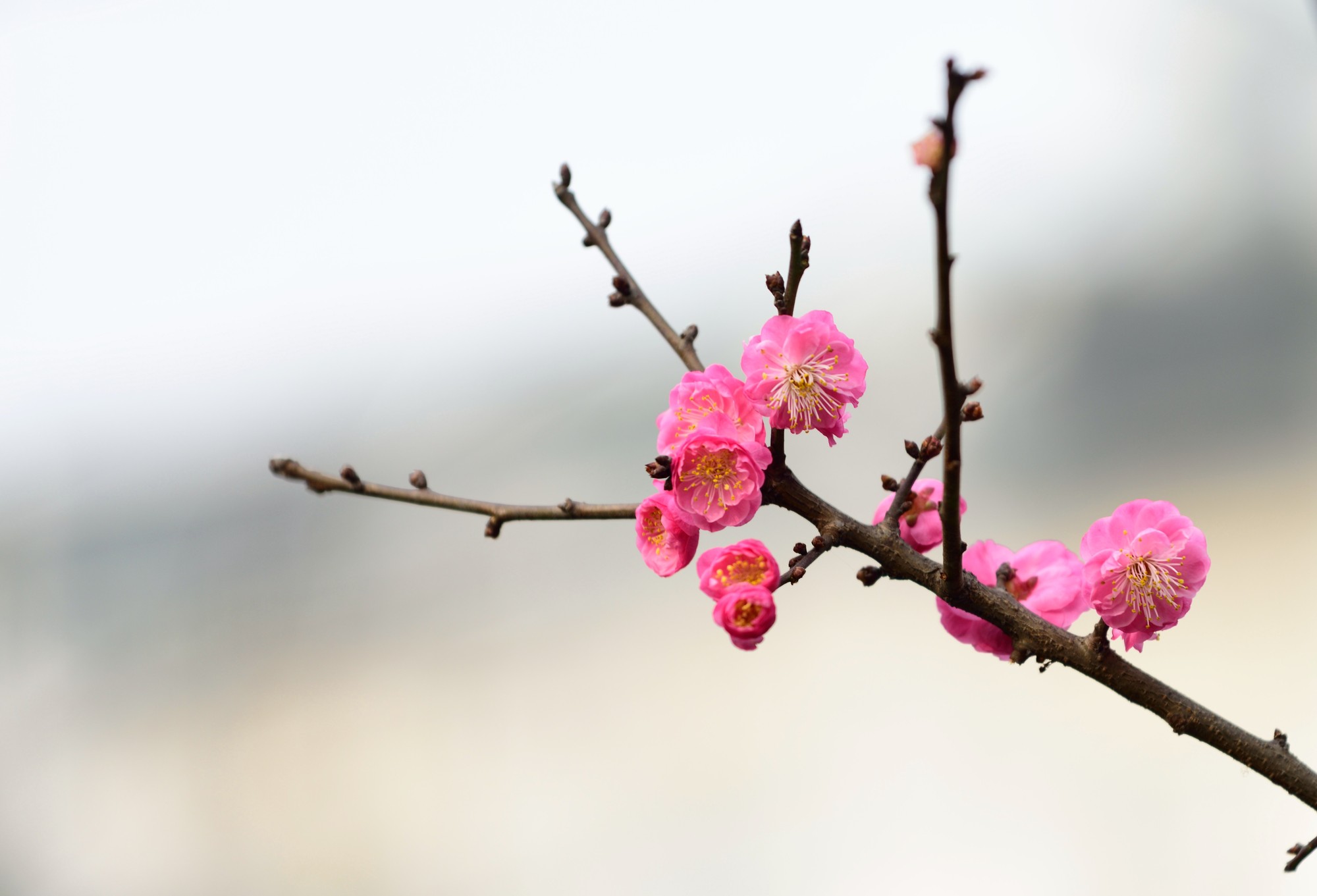 梅花 风水:在客厅挂梅花画风水好不好