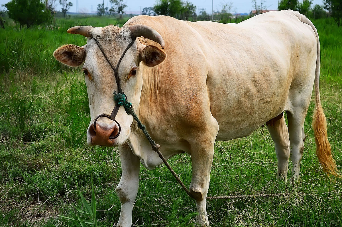 属牛的和什么属相最配、相克