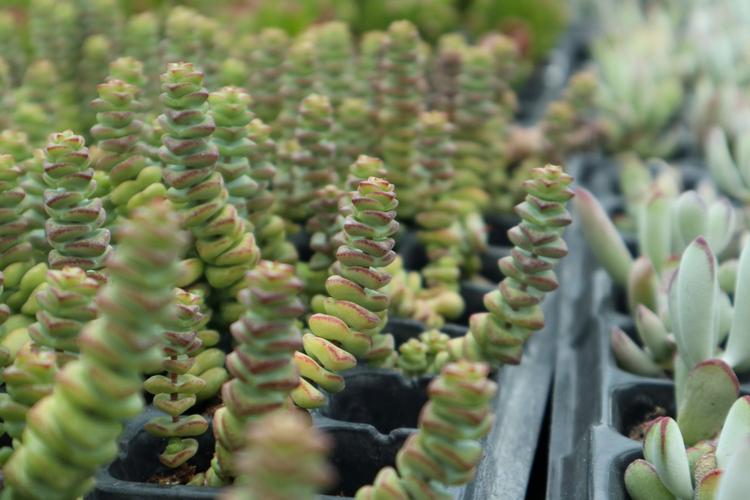 钱串子花:植物风水详解钱串子花的风水作用