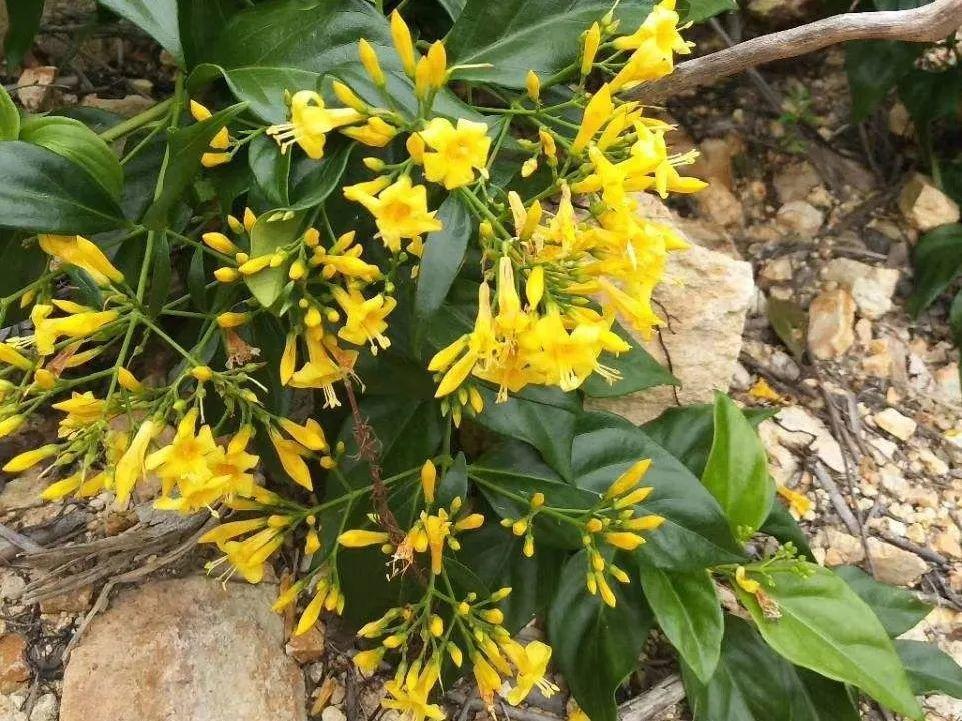 断肠草图片:断肠草的功效与作用