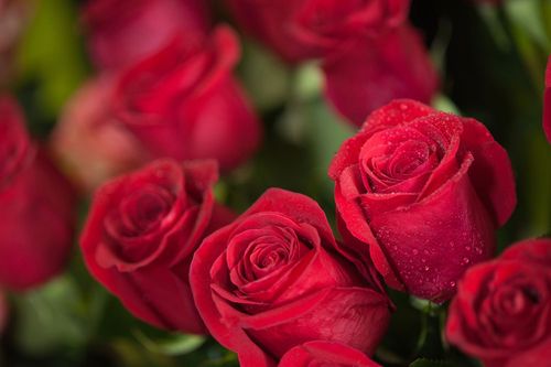 33朵玫瑰花语:33朵玫瑰花语及其含义解析