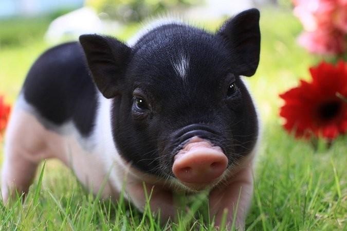 95����1995��ʲô��Ф��������