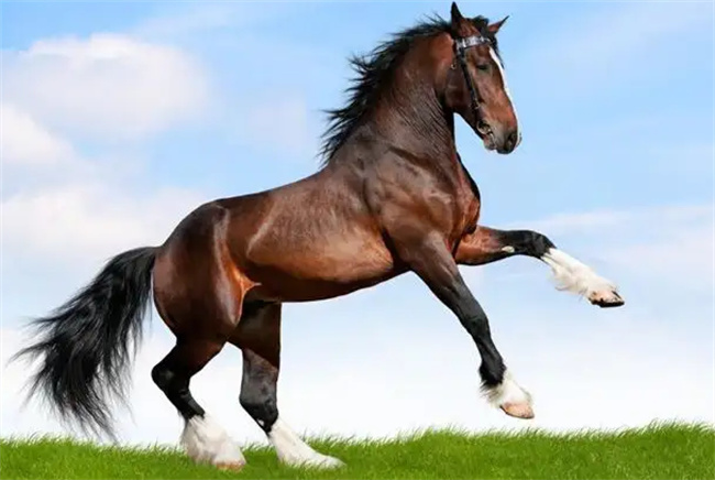 1990年属马人婚姻命运 1990年属马人婚姻命运如何