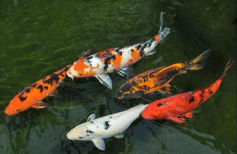 锦鲤属于风水鱼吗