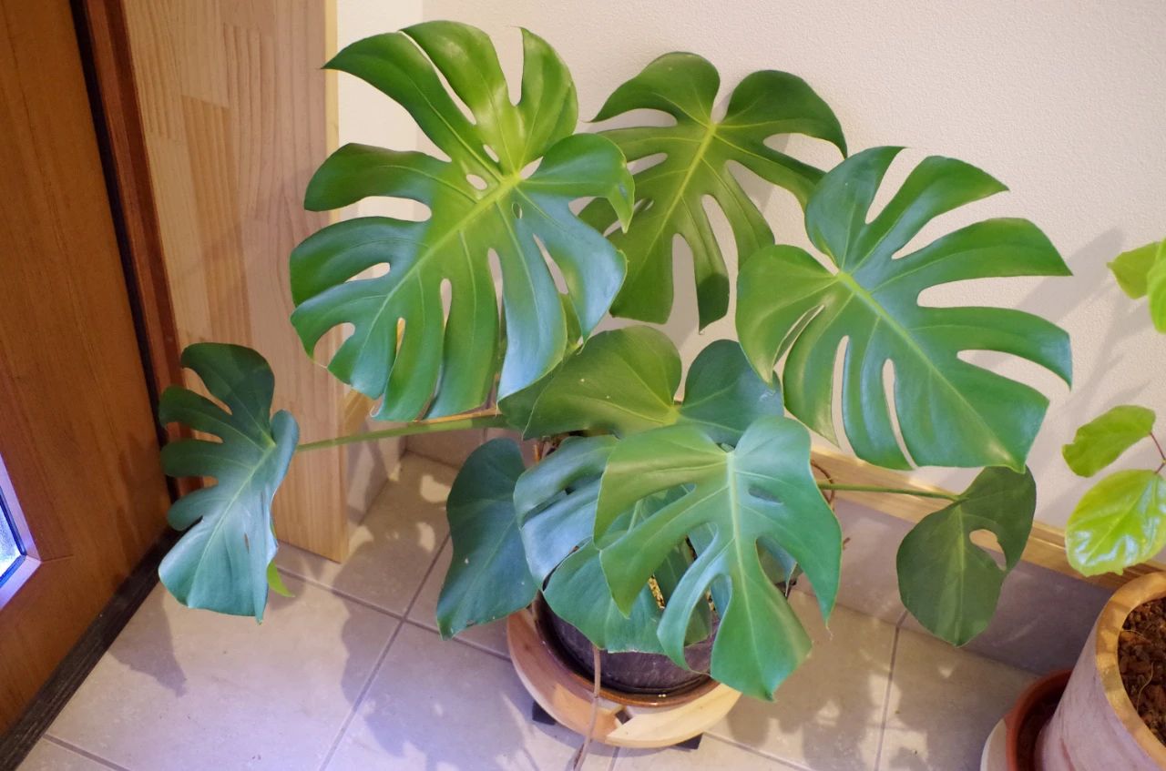 Ϊʲô��ˮʦ���鲻���걳��