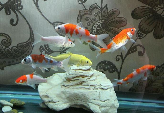 家中养鱼6大风水禁忌图片