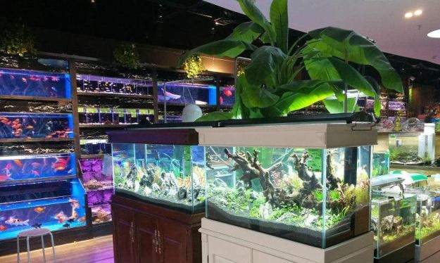 鱼缸放在店铺哪个位置风水最好 鱼缸放在店里什么位置旺财