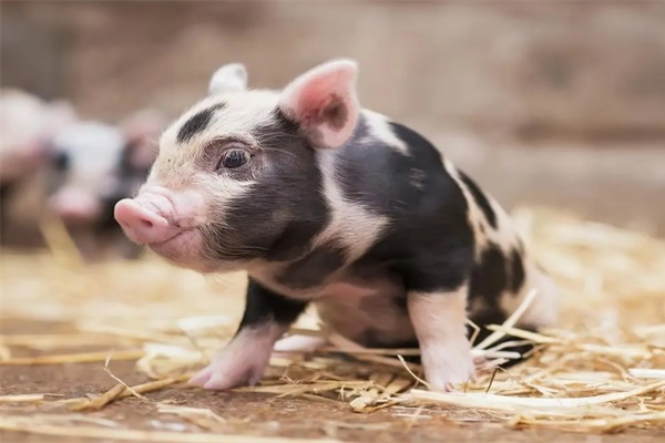 83属猪女生命中注定要嫁的人 83属猪女人的婚姻与命运