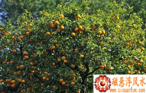 ��Ф��ţ��2025��ũ�����°�Һ��� ��Ǩ���������