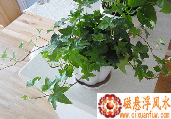 ����������ʲô ʲô��������ľ