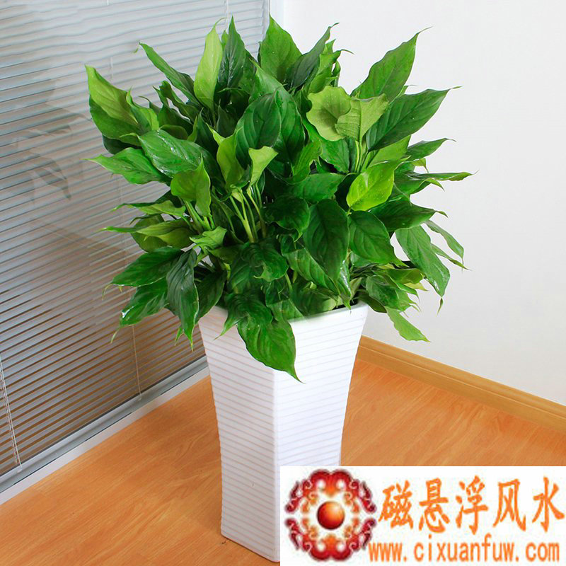 21119���Ƽ�����Ļ�Ӱ�쳵����������