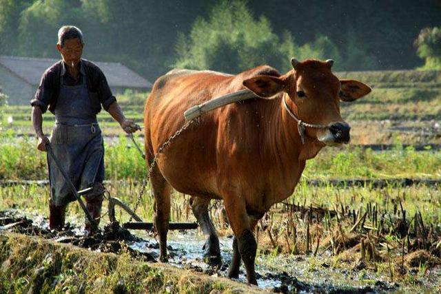 南京大屠杀历史手抄报制作指南 如何制作生动的手抄报 南京大屠杀历史手抄报制作指南 如何制作生动的手抄报