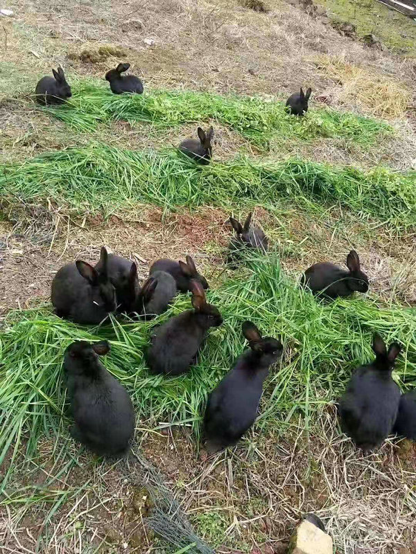 哪个女明星婆婆厉害娱乐圈中的婆媳关系 看 哪个女明星婆婆厉害娱乐圈中的婆媳关系 看