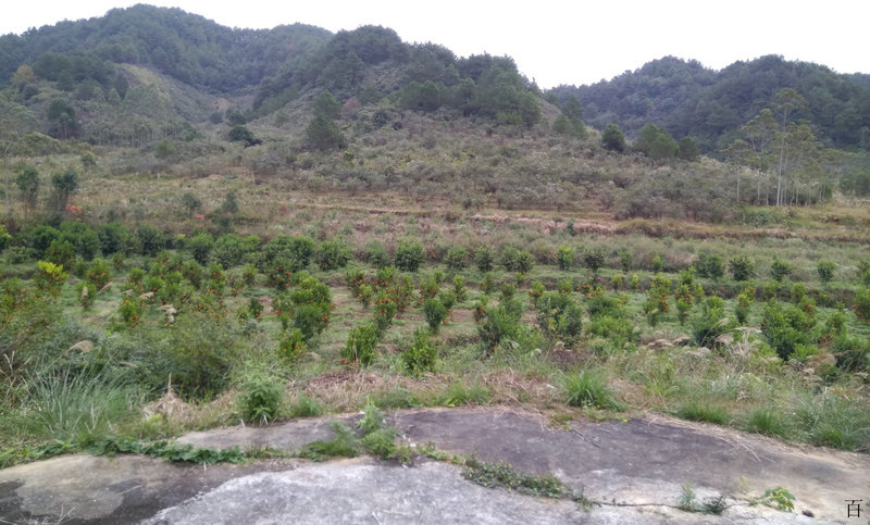 六爻八卦测官运断法详解 六爻八卦测官运断法详解