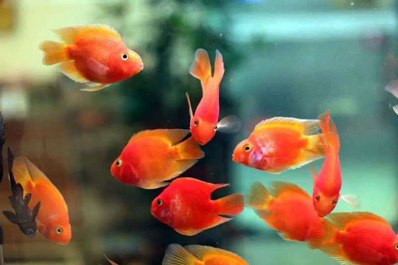 ���к����� �����к�����Ԣ��