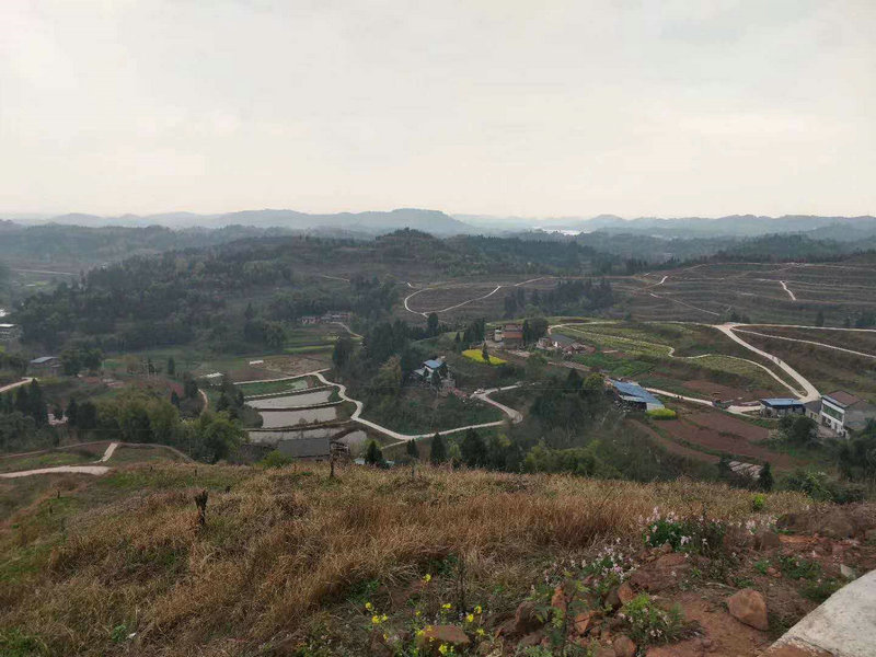 ����Ψ���ŷ��������