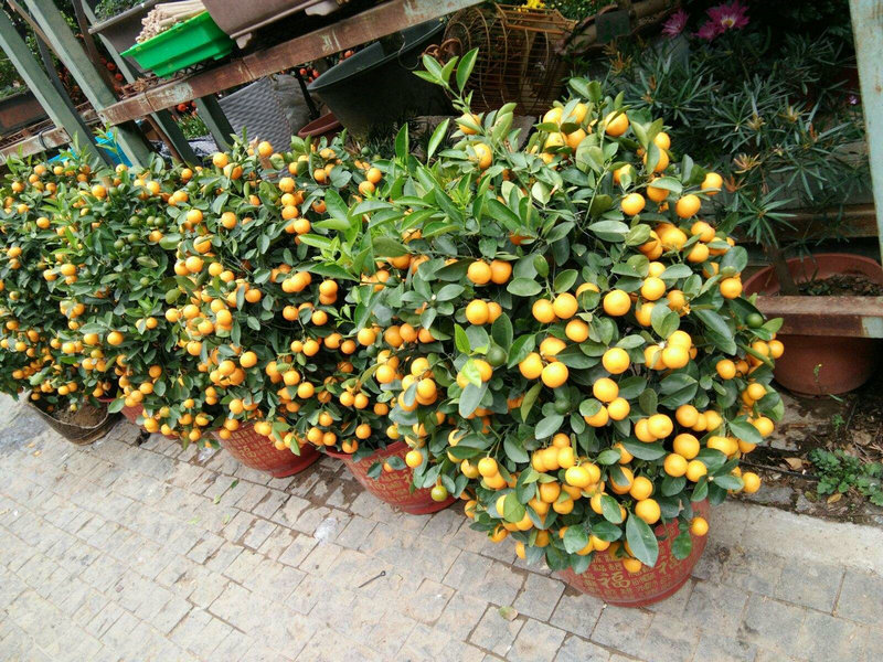 周杰伦为昆凌写了哪些歌昆凌周杰伦给宝宝搭 周杰伦为昆凌写了哪些歌昆凌周杰伦给宝宝搭