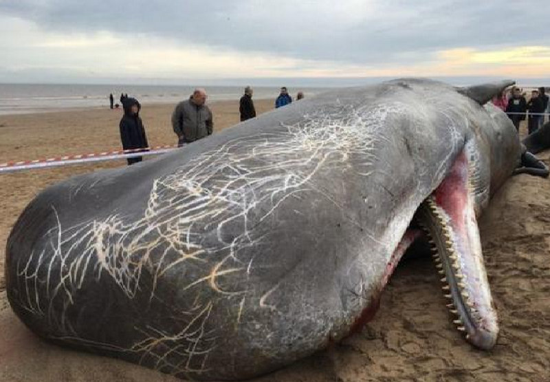 �ʺ��б���������Ԣ��õ���