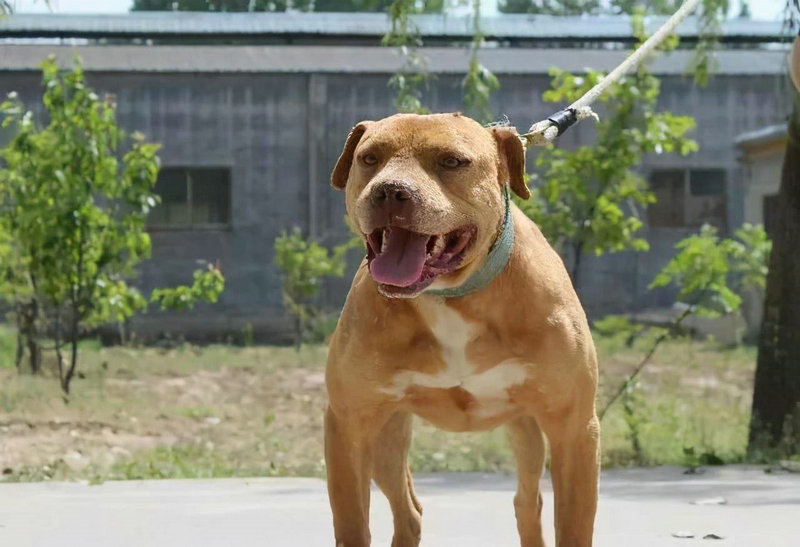 al�������������ܰ�ʾ������ϵ���ȶ���(al�����������������Ԥ��������ϵ�ȶ�������)