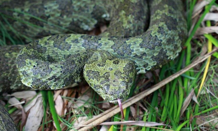 ũ���·������ ʮ����Ф�ĸ��·ݳ���������