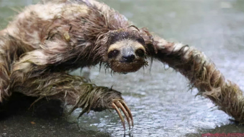 ��Ѱ��Ӻϻ���� ��������������ֺϻ� ����