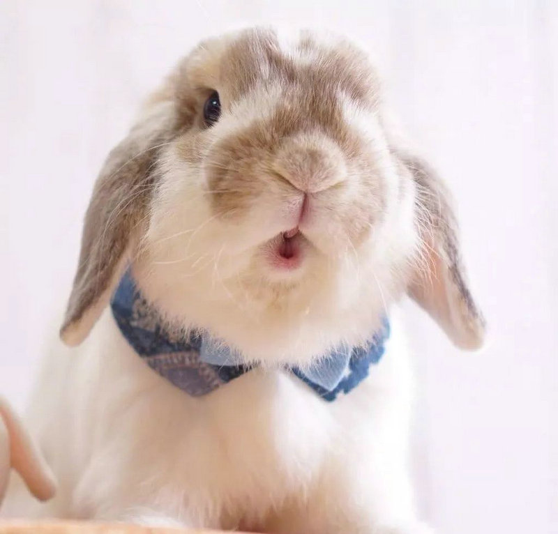 2025��2�³����Ļ�������ʲô���� 2025������Ļ�����ʲô������