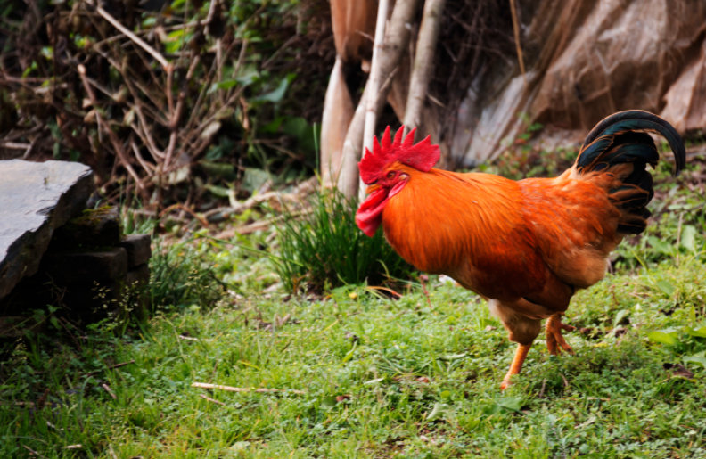 2025����Ů���������ܷ�Ӱ��δ�������Ҹ�����������(2025����Ů�������ֱ����������������)