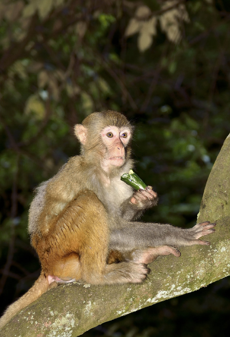 ���ֽ�Ӱ�찮������ڵ������뷽��(���ֽ���Ԥʾ��������ڵĵ���)