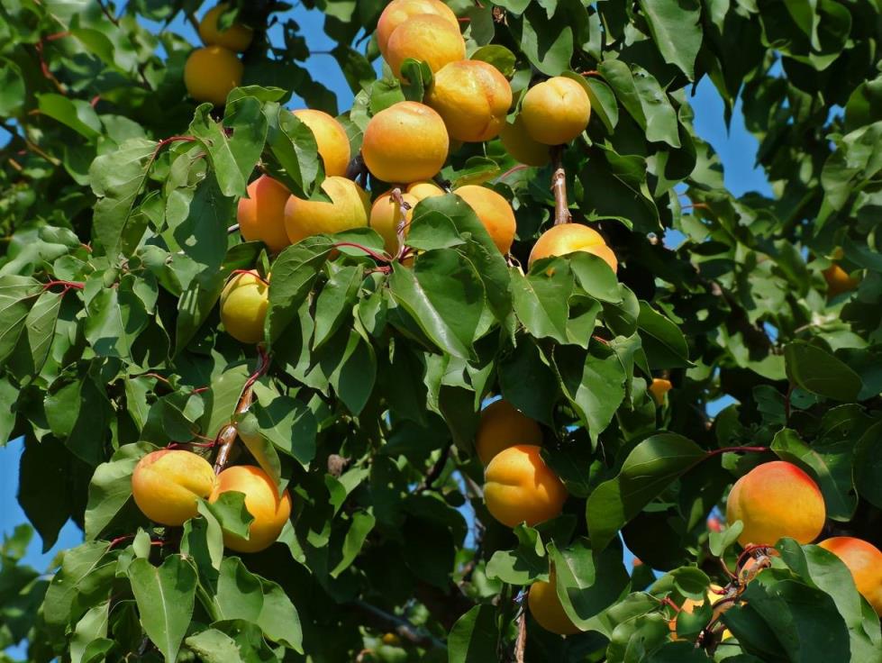 ��ţ���Ĺ�������2ƪ