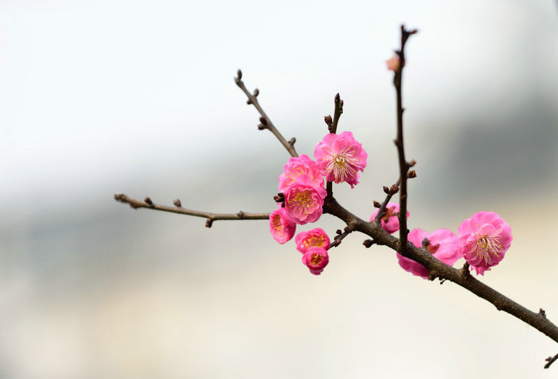 吕祖灵签99签怎么理解配偶地域的命理意义(吕祖灵签99签怎么理解_配偶地域命理签解准确) 吕祖灵签99签怎么理解配偶地域的命理意义(吕祖灵签99签怎么理解_配偶地域命理签解准确)