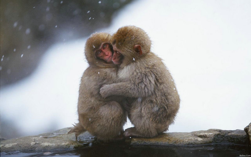 新中式客厅布局技巧 茶几摆放指南 营造优越风水环境 新中式客厅布局技巧 茶几摆放指南 营造优越风水环境