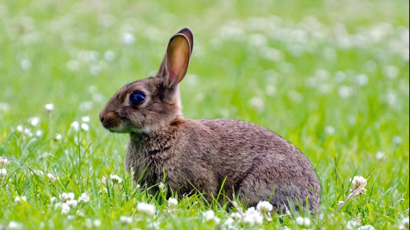 属龙的女人佩戴什么好 1988年属龙的女人佩戴貔 属龙的女人佩戴什么好 1988年属龙的女人佩戴貔