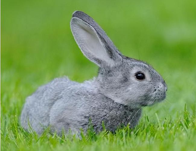 神医喜来乐全部演员表 神医喜来乐全部演员表