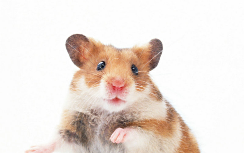 让爱情更温馨 家居风水布局小窍门 让爱情更温馨 家居风水布局小窍门