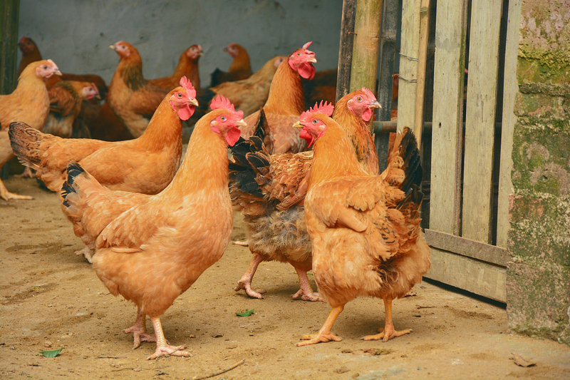 2025���갮���Ԥ��_���ֲ��������� ˭��������� 