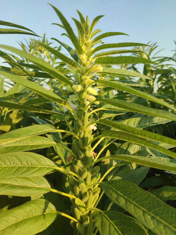 2025�������к�������Ӱ������Ҹ����ȶ�(2025�������к����������з������Ӱ������)