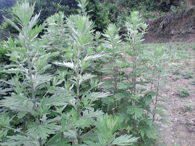 2025����������Ф�������˸е���������ã(2025����������Ф���ƻ᲻���ܵ���Фţ��Ӱ��)