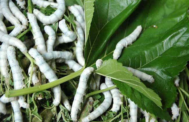 生辰八字姓名配对查询_戊寅年八字姓名配对有隐忧 生辰八字姓名配对查询_戊寅年八字姓名配对有隐忧