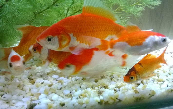 农业七月份黄道吉日有哪几天 农业七月份黄道吉日有哪几天