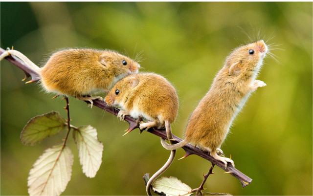 ��ˮ���ڹŴ��Ľ�ɫ��ְ�����