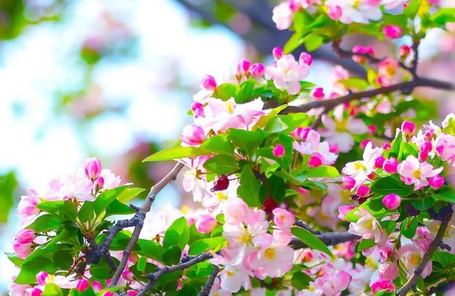 1965�������������ܾ���һ�����Ҹ����г 